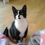 추가)엄마가 고양이를 밖에 풀어줬어요(<b>방생</b>)