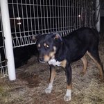 새끼들 안락사당하고 혼자 살아남은 깜순이에요