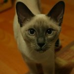 우리집 고양이 콩두를 소개합니다.