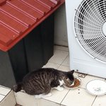 통영, 아직 뱃속에 있는 아깽이들 엄마를 애타게 찾아요~~
