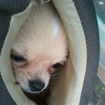 우리 집 <b>보물</b> "똘망"이를 소개합니다 ^____^