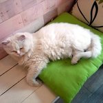 카페에 찾아온 <b>묘연</b>, 룰루♬ (6)  - 자냥 자냥 자냥 !!