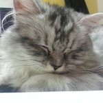 <b>여아</b> 냥이 중성화 비용