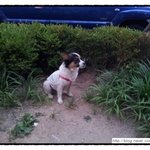 1년 ......... (분홍이를 찾습니다)