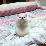 [냥판] 대두김용배의 회춘하셨쎄열 ~ ?