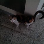 길냥이 키워주실 분 없을까요?
