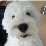 [1탄] 살아있는테디베어 <b>올드</b>잉글리쉬쉽독 '순이'