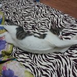 <b>유연</b>한 야옹