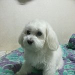 <b>원당</b> 10살 말티즈 남아 찾습니다 ㅠㅠ
