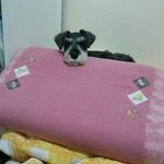 악마견no!!! <b>폭풍</b>애교 "또" 7탄