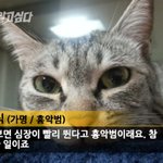 냥판) 지기지기 따<b>식이</b> 이야기, 8