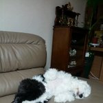 [2탄] 살아있는테디베어 <b>올드</b>잉글리쉬쉽독'순이'