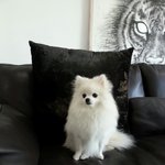 <b>초코칩</b> 세개가 박혀있는 테리