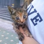 서울시마포구 어린길냥이<b>분양</b>해주실분구해요ㅠㅠ
