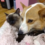 [<b>웰시</b>코기] 자기 이름을 알아듣고 대답하는 냥이