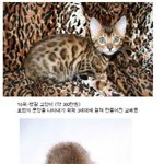 <b>애완</b>동물 가격순위표