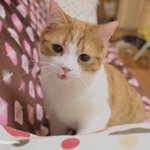 악마고양이 유봉이(유봉이네판)