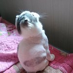 스코티쉬폴드 말랑말랑 쵸파왔어요~