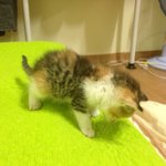 <b>초미</b>묘에개냥이의 엄마는어딨나요?