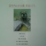 경기도 화성 강아지분실했어요ㅠㅜ