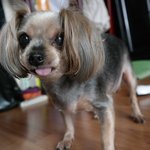이가 없어지는 우리집 할매개 <b>몽실이</b>