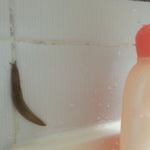 우리집화장실에 <b>서식</b>하는 넌 도데체 누구냐!