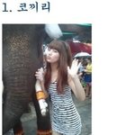(고전) 강한<b>동물</b> 순위