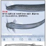 (<b>호러</b>) 남성에게 치명적인 어류