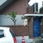 나보다 키큰 강아지(사진있음)
