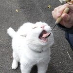<b>야옹</b>아~ 아~해봐~