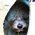 울산.뜨거운<b>땡볕</b>..박스안에 묶여 버려진 강아지