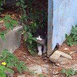 폐가에 버려진 아<b>깽이</b>들