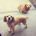 우리집 귀요미들~~