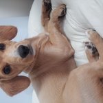 강아지 <b>분양</b>합니다