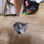 고양이<b>분양</b>해요!.!