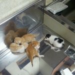 눈도안뜬 새끼고양이를 쓰레기통에?