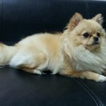 <b>셀프</b> 곰돌이<b>컷</b> 후기!