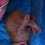 [인절미] [냥이판] 인절미네 이야기 - 대식구편(사진압박)