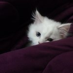 냥판 )<b>요미</b>요미귀요미  탱이탱이솜탱이 페르양