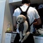 테러형 <b>애완견</b> 길들이기.?