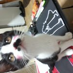 <b>신사</b>같은턱시도고양이!
