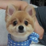 곰돌이컷후에 인기가 더좋아진 단지요지랍니다^^