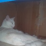 [인절미] [냥이판] 인절미네 - 애기가 별이 됐습니다ㅠㅠ