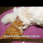사진 有) 고양이를 키우고 싶으신분은 필<b>클릭</b>!!!!