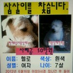 <b>남동구</b> 구월동에서 잃어버린 삽살이를 찾아요!!!!