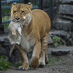 [사진] 라이거 새끼 <b>리라</b>이거 탄생