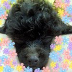 초코푸들 <b>밤비</b>를 소개합니다^.^2