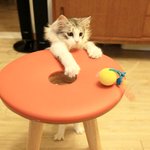 [노르웨이숲 수리]  내가 슈퍼히어로