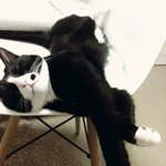 [탄천필근] 코숏 턱시도 탄이 &amp; 브숏 천이 [3]