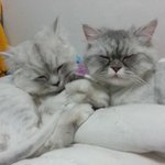 [귀<b>염주</b>의] 달콩이를 소개합니다 (스압)